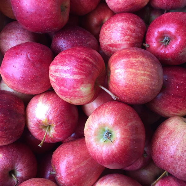 pomme-gala