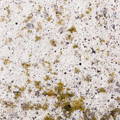 Mildrew growing on a wall.