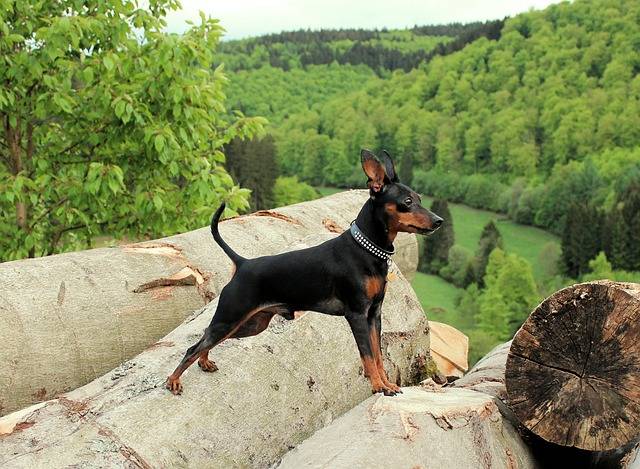 min pin mix with chihuahua