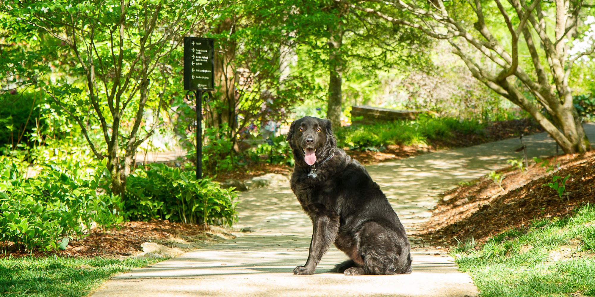 Dogs & Dogwoods promotional image