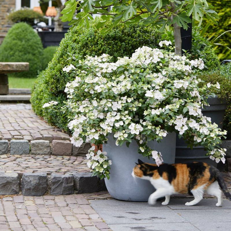 Lacey cascade hydrangea flowers spilling out of a container with a cat walking nearby