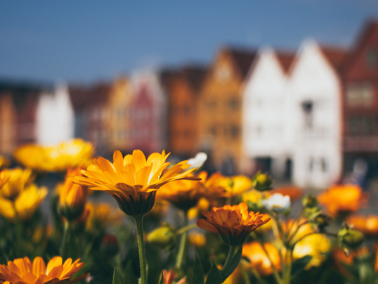 Hamburg - Scoprite nel nostro blog tutti i trucchi per trasformare il vostro piccolo giardino urbano nel luogo dei vostri sogni.