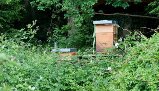 bienen bausmuehle natuerlich lernen solingen a