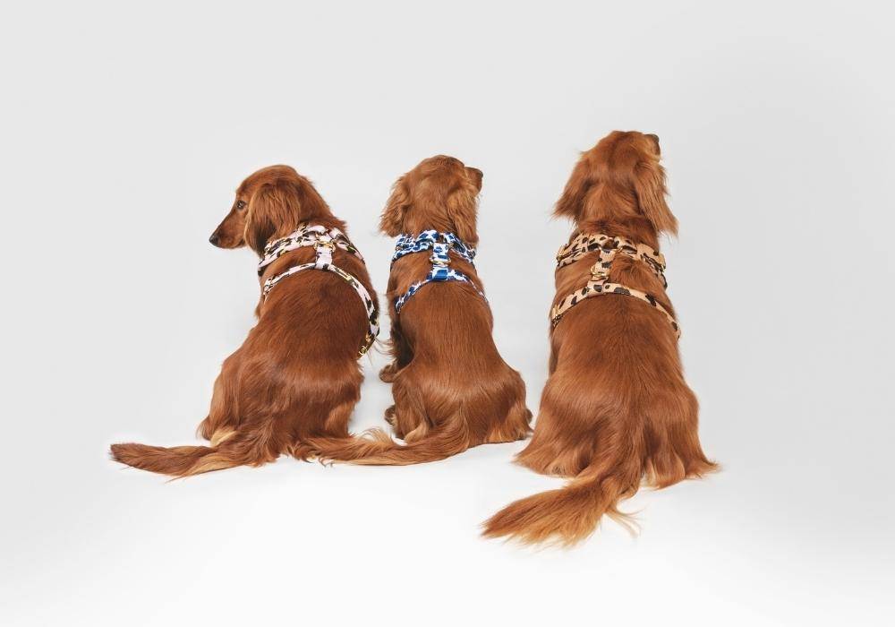 how to measure a dachshund for a harness