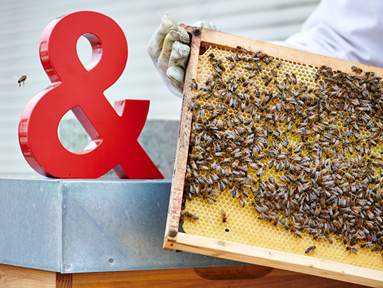 Hamburg - Engel & Völkers gibt heimischen Honigbienen ein
Zuhause