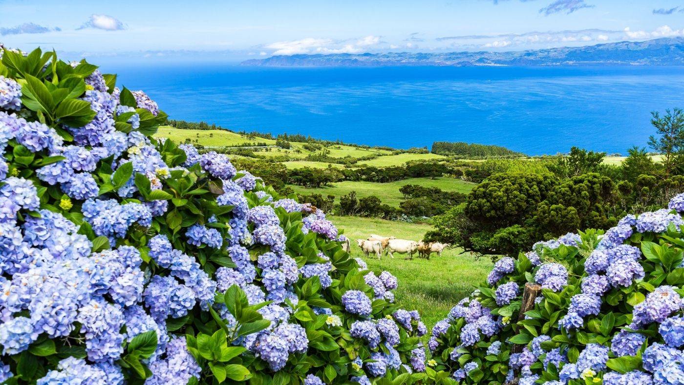 Azores Portugal Travel Guide Hydrangea Patchwork Farms Overlooking Cobalt Blue Ocean 