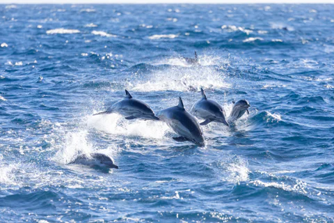 Private Half-Day Dolphin Watching in the Wild
