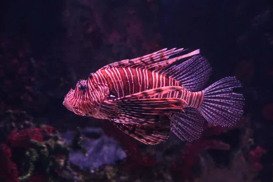 Antalya Aquarium - photo 6