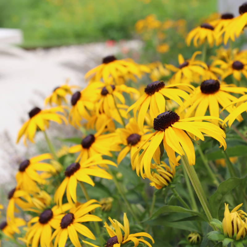 Close up image of bright yellow golden petals and brown centers
