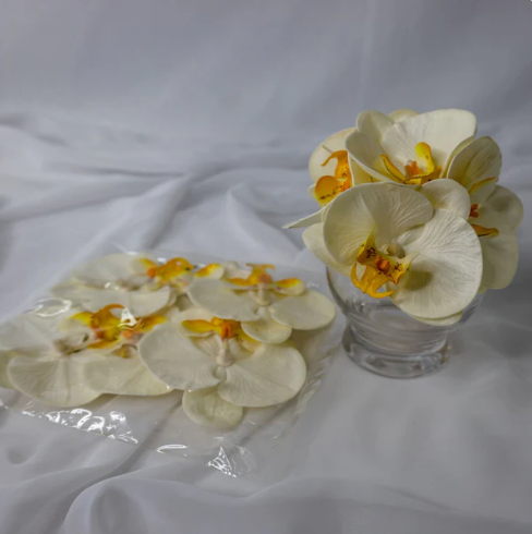 White and Yellow Phalaenopsis Flowerhead ( 6 Pack ) - Realistic Artficial Flowers