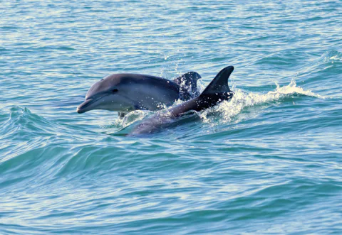 Dolphin Discovery Day Tour with Wine Cellar Visit and Lunch