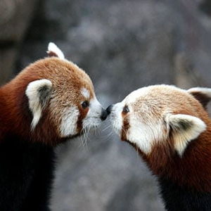 Greenville Zoo Membership