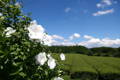 White flowers bloom near the tea fields.
