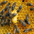 honeybee-queen-supercedure-cell