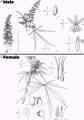 Diagram showing the difference between cannabis male flowers and female flowers