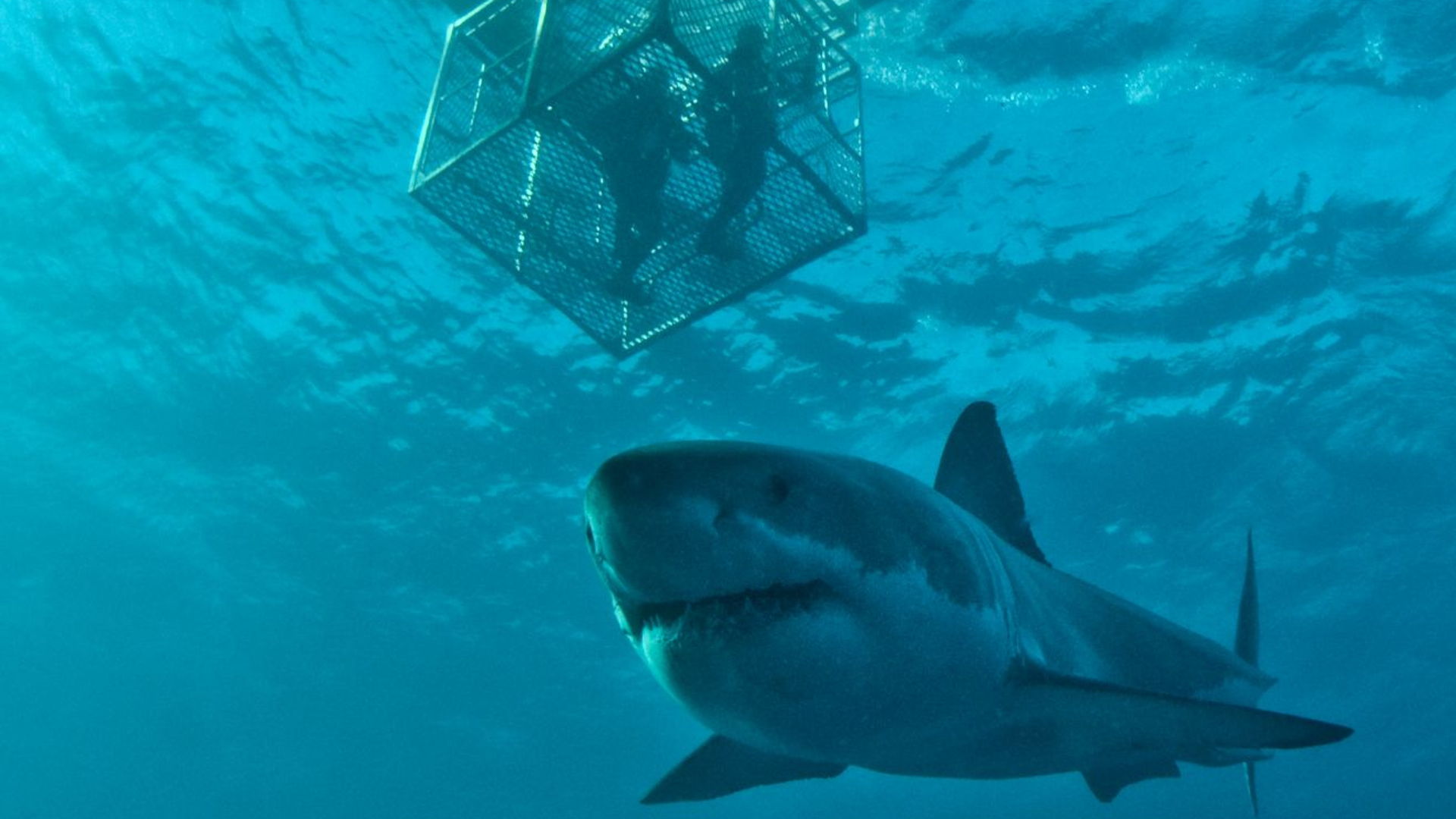 Shark Expeditions - Great White Adventure (3 Day/2 Night)