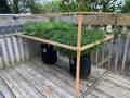 Two cannabis plants in the BudPots being trained with the BudHuggers and with a trellis net on a wooden frame