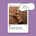 Dog Instagram caption - sleeping dog