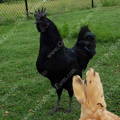 ayam_cemani_rooster_gypsy_shoals_farm
