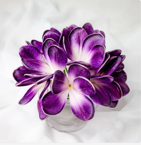 Purple Haze Frangipani Flowerhead (6 Pack) - Realistic Artificial Flowers - Image 6