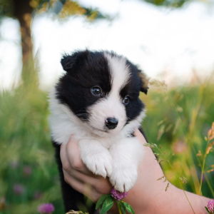 Chelsea Gets A Puppy (Credit Card)