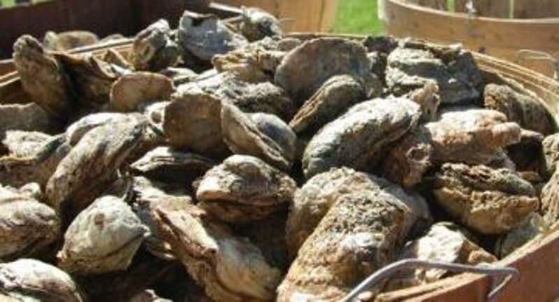 Seafood Saturday at DuCard with Oysters, More Oysters, and Live Music!