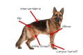 Hip and Joint Supplements for large dogs comparison chart