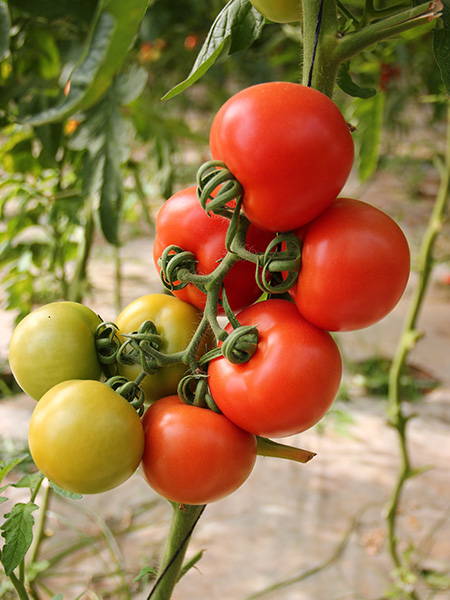 Tomaten