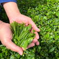 With cupped hands, Cuzen founder, Eijiro Tsukada, shows the tea leaves he picked.
