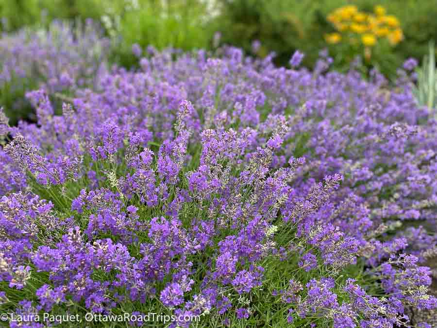 Escape to these gorgeous lavender farms near Ottawa - Ottawa Road Trips