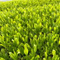 The sunlight shines through bright green tea leaves on the top of a plant.