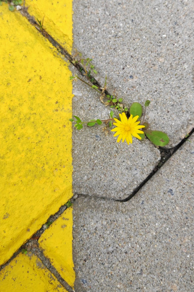 Reschedule: Pathways to Post Traumatic Growth