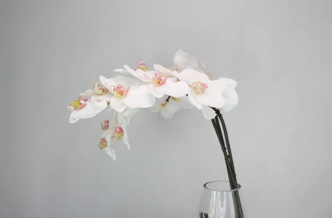 Phalaenopsis Stem - Realistic Artificial Flowers - Image 4
