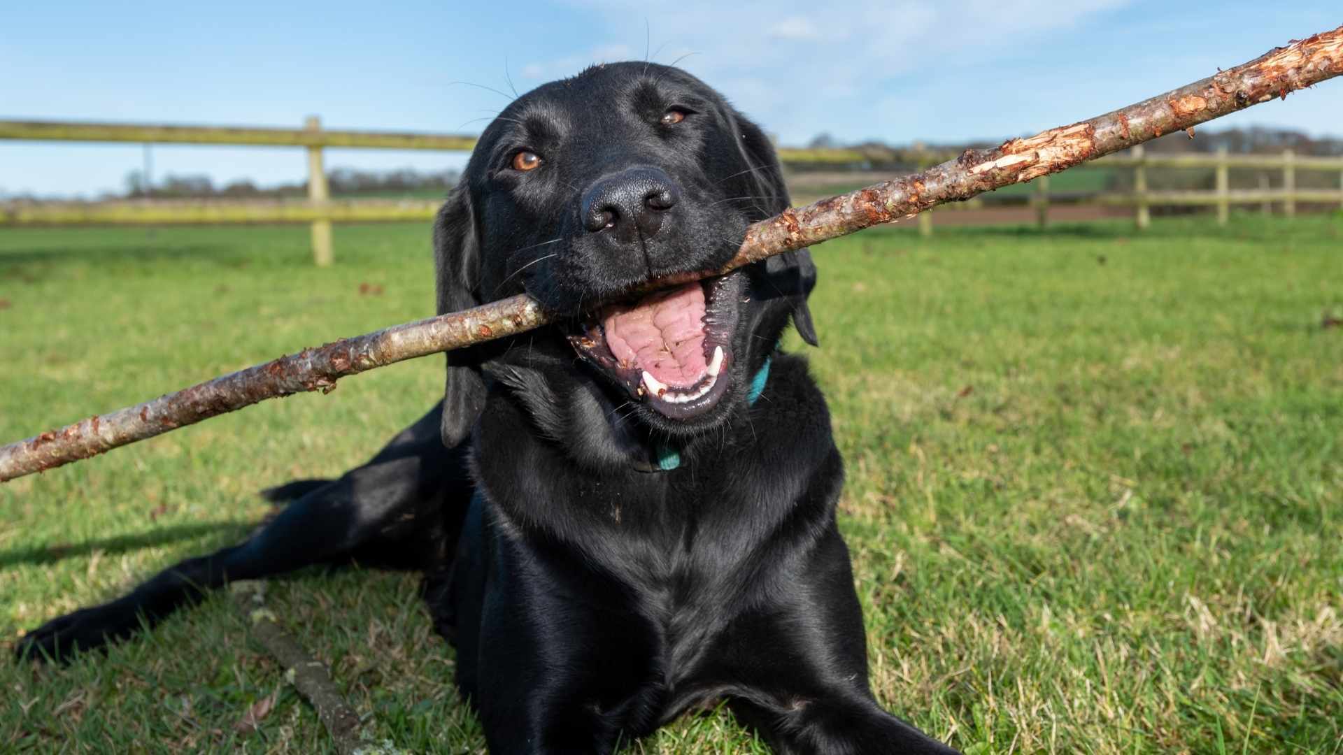 Hund mit langem, blonden Fell schwimmt mit einem gelben Spielzeug im Maul.