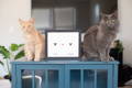 two cats sitting next to frame cat nose print keepsake