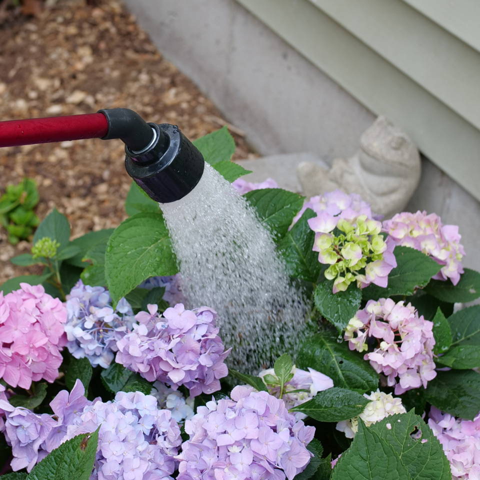 Gatsby Pink Hydrangea blossoms