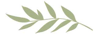 Soft, olive-green botanical silhouette with elongated leaves along a curved stem.