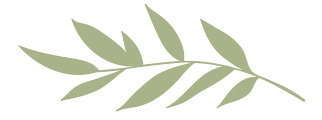 Soft, olive-green botanical silhouette with elongated leaves along a curved stem.