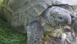 wildpark reuschenberg maurische landschildkröte