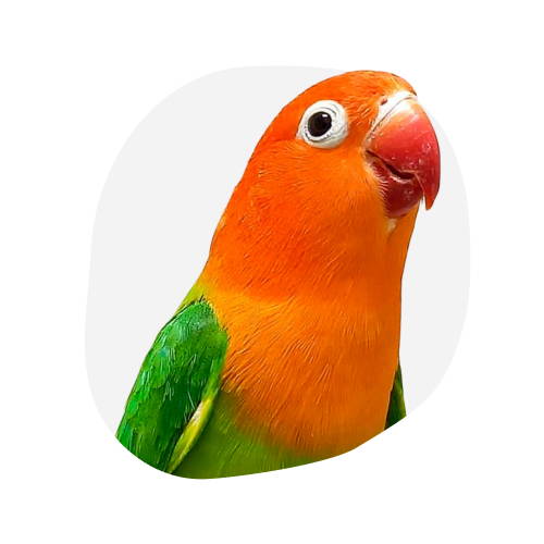 Categoría Aves