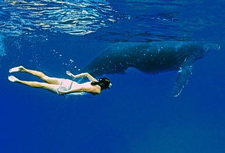 Premium whale swimming