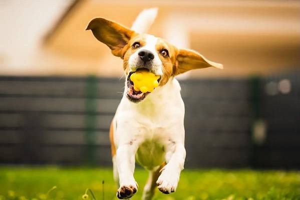 Unleash the Fun With Games to Play With Dog