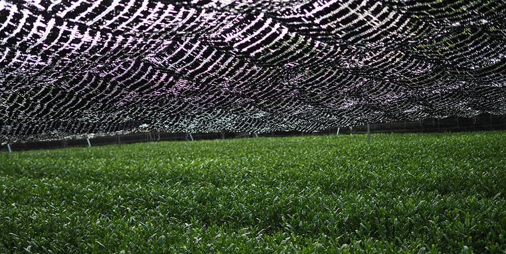 shaded matcha leaves