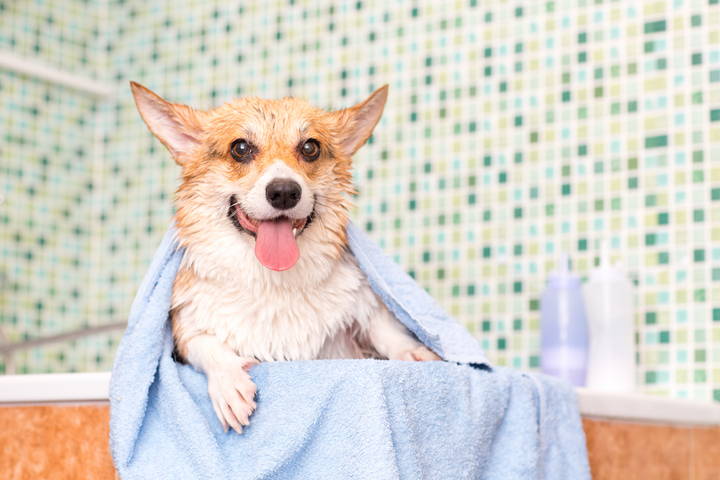 medicated shampoo for dogs, bath tips for dogs