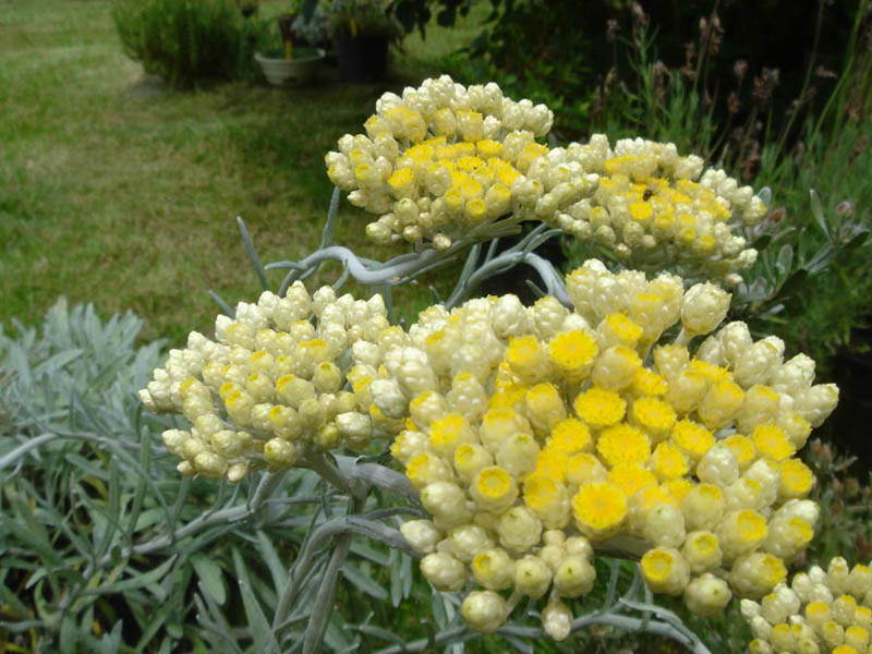 Helichrysum