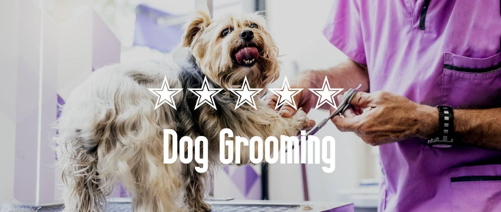 Dog Grooming Dog Groomer