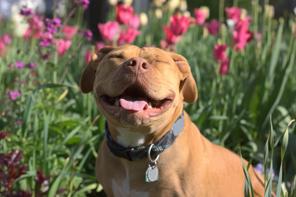 Happy pit bull dog sitting in flowers and grass, representing the importance of skin health for pit bull breeds