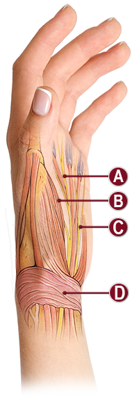 WRIST & HAND ANATOMY ILLUSTRATION