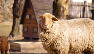 hofgut graue presse schaf rz