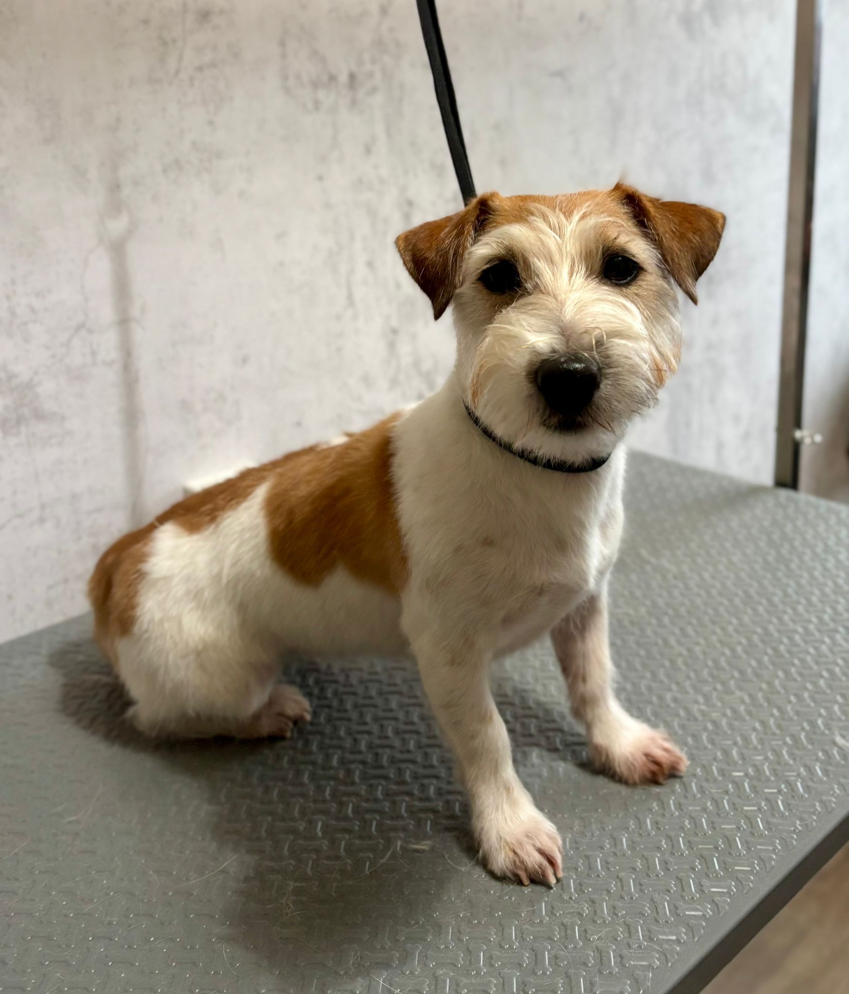 Tevreden hond na trimbeurt